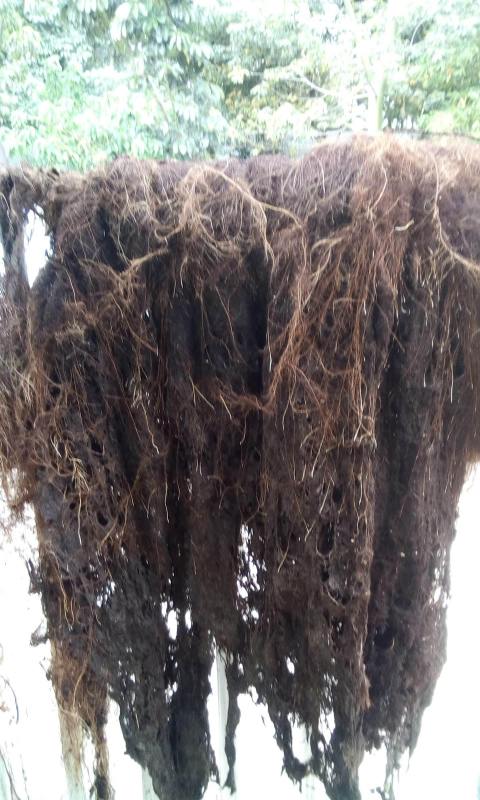 Lavado de cisternas Rotoplas con raices reparado Zapopan Guadalajara